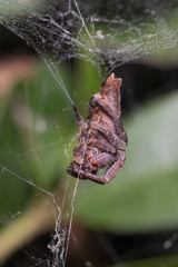 Cyrtophora exanthematica