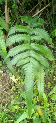 Christella ensifera
