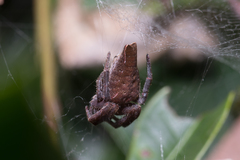 Cyrtophora exanthematica