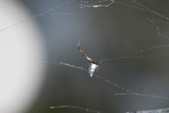 Argyrodes antipodianus