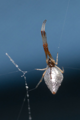 Argyrodes antipodianus