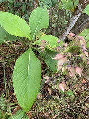 Trichodesma calycosum