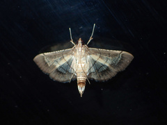 Cnaphalocrocis trebiusalis