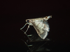 Cnaphalocrocis trebiusalis