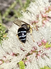 Bembix furcata