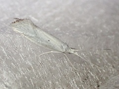 Euceratia castella