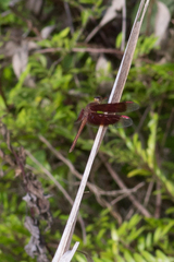 Neurothemis stigmatizans