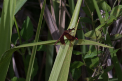 Neurothemis stigmatizans