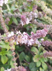Apis mellifera