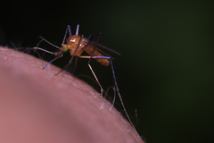 Coquillettidia xanthogaster