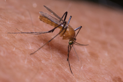 Coquillettidia xanthogaster