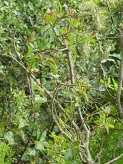 Sclerocroton integerrimus