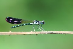 Heliocypha perforata