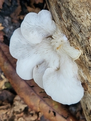 Pleurotus djamor