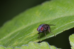 Homoneura discoglauca