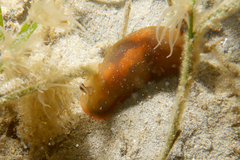 Dendrodoris arborescens