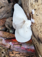 Pleurotus djamor