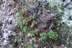 Saxifraga fragilis