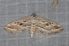 Parapoynx fluctuosalis