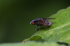 Homoneura discoglauca