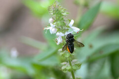 Megachile punctata