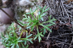 Saxifraga fragilis