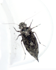 Nimbopsocus australis