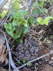 Dioscorea elephantipes
