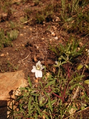 Monsonia burkeana