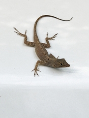 Anolis stratulus