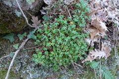 Saxifraga fragilis
