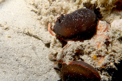 Dendrodoris arborescens