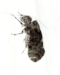 Nimbopsocus australis