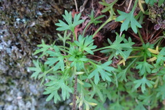 Saxifraga fragilis
