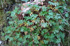Saxifraga fragilis