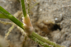 Phrikoceros