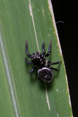 Zenodorus orbiculatus