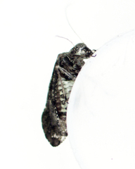 Nimbopsocus australis