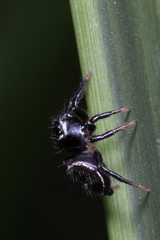 Zenodorus orbiculatus
