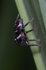 Zenodorus orbiculatus