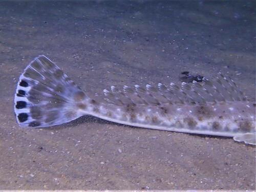 Bluespot flathead (Platycephalus speculator) — Platycephalidae — 4