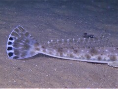 King Flathead photo 3