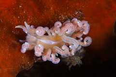 Phyllodesmium serratum