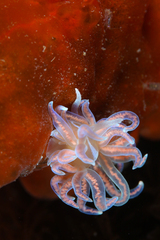 Phyllodesmium serratum