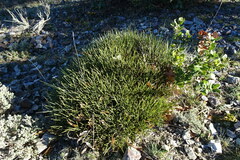 Erinacea anthyllis