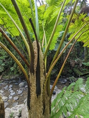 Cyathea arborea