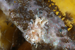 Phyllodesmium serratum