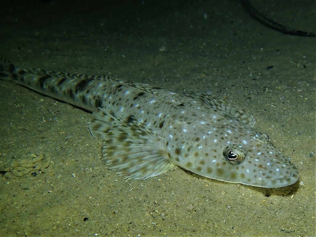 King Flathead