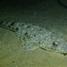 Southern Bluespotted Flathead - Photo (c) J. Martin Crossley, some rights reserved (CC BY-NC-SA), uploaded by J. Martin Crossley