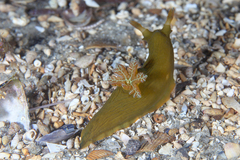 Tambja dracomus